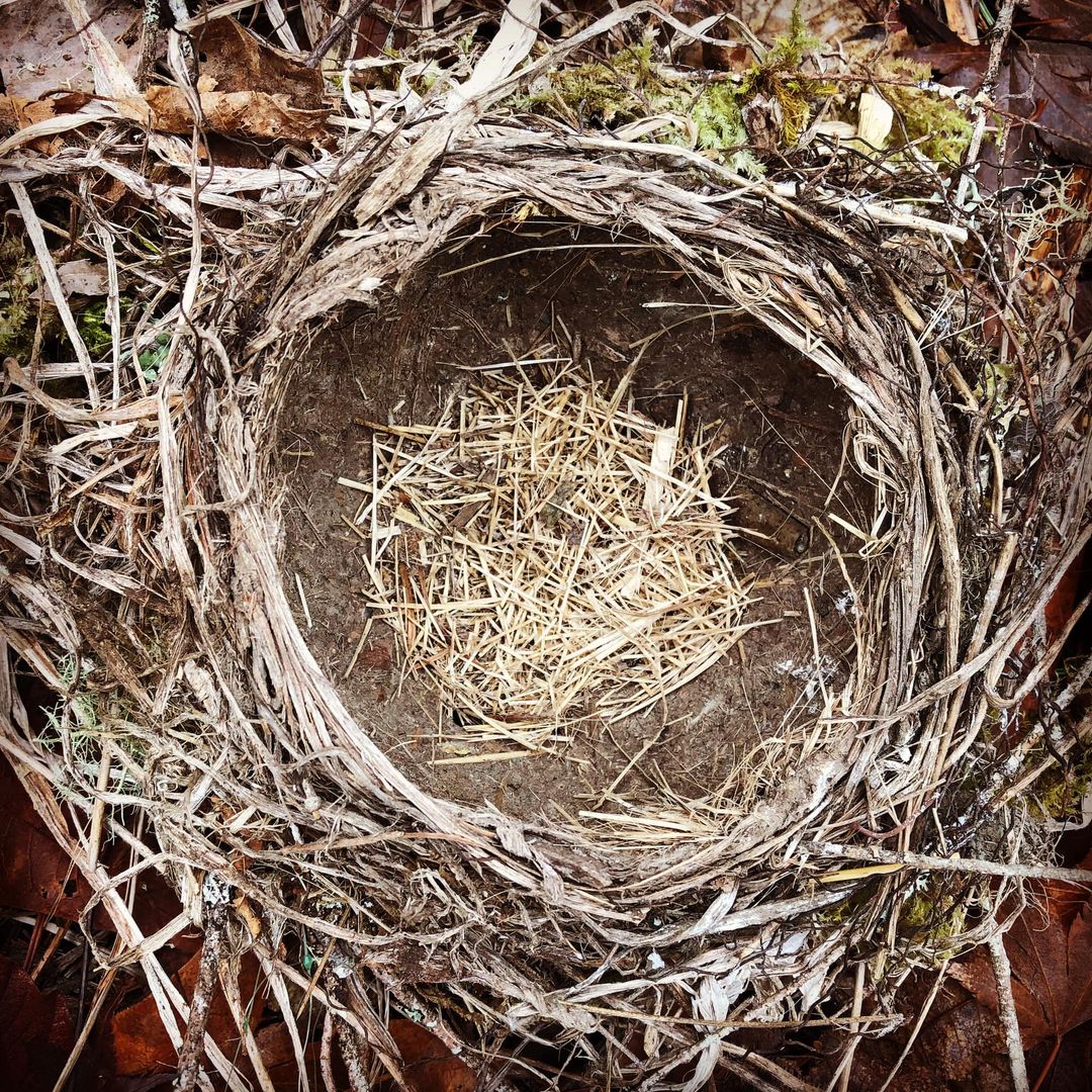 The Abandoned Nest · Christy Greenwood